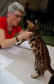 Chatons bengal Loof+ paiement 10 fois + Livraison