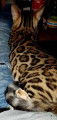 Chatons bengal Loof+ paiement 10 fois + Livraison
