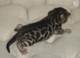 Chatons bengal Loof+ paiement 10 fois + Livraison
