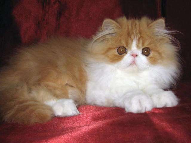 Chaton persan mâle roux et blanc LOOF