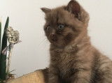 British Shorthair Chocolat