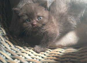 British Shorthair Chocolat Petite Annonce Chat