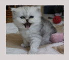 ADORABLE petite femelle persane silver/chinchilla LOOF