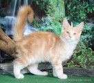 Milo splendide chaton beau gabarit