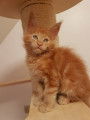 Chaton Maine Coon 4 mois &agrave; vendre pour compagnie