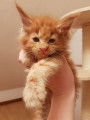 Chaton Maine Coon 4 mois &agrave; vendre pour compagnie