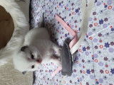 femelle seal point-mitted avec "flamme"