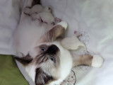 Magnifiques chatons Ragdoll LOOF à vendre