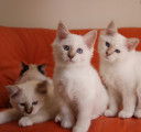 Chatons Sacrés de Birmanie brow disponibles