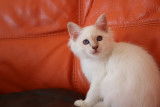 Chatons Sacrés de Birmanie brow disponibles