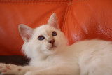 Chatons Sacrés de Birmanie brow disponibles