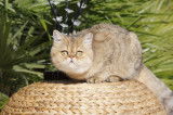 Chaton Exotic Shorthair LOOF à vendre