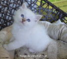 Chatons type Sacré de Birmanie non LOF à donner