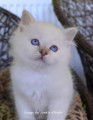 Chatons type Sacré de Birmanie non LOF à donner
