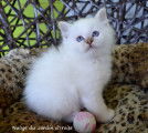 Chatons type Sacré de Birmanie non LOF à donner