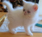 Chatons Persans et Exotics Shorthairs LOOF à vendre