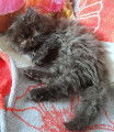 Chatons Persans et Exotics Shorthairs LOOF à vendre