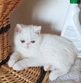 Chatons Persans et Exotics Shorthairs LOOF à vendre