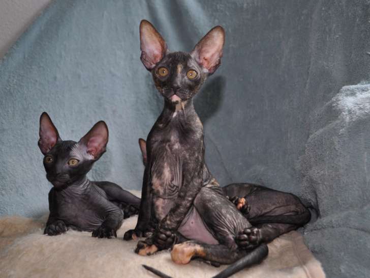 A placer trois chatons Cornish Rex