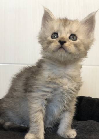 Chatons Maines Coons Loof A Vendre Petite Annonce Chat