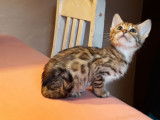 Chatons de race Bengal à vendre (3 femelles & 1 mâle)