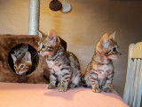 Chatons de race Bengal à vendre (3 femelles & 1 mâle)