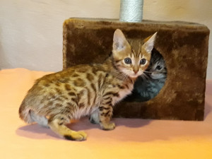 4 Chatons Bengal à Vendre 3 Femelles 1 Mâle Petite