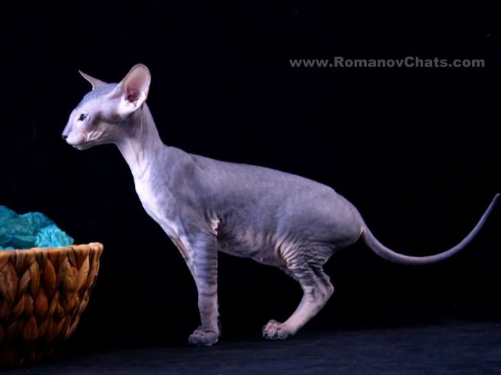 Kittens peterbald availables