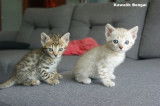 chaton bengal snow et brown