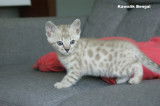 femelle bengal snow minl spotted