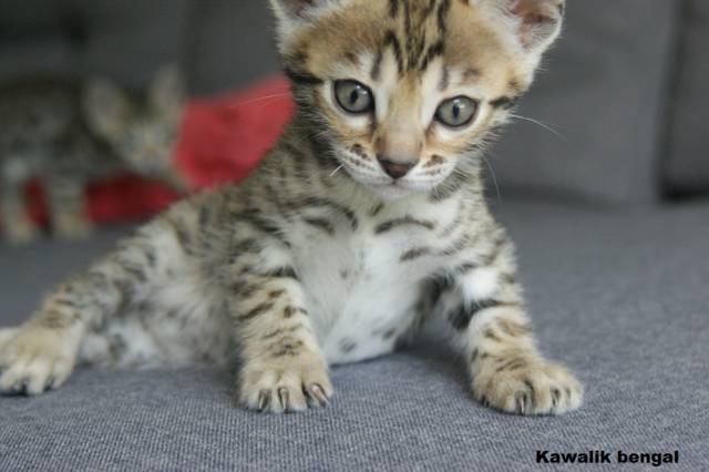 femelle bengal brown spotted