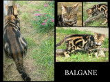 BALGANE, mâle bengal brown marble tricolore, castre