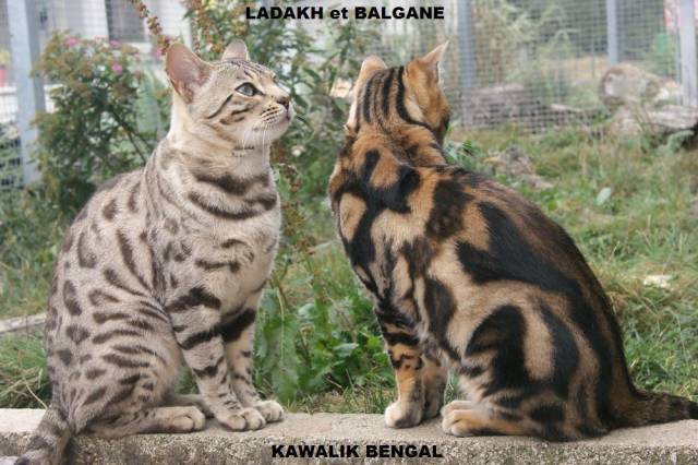 LADAKH et BALGANE, deux mâle bengal adulte castrés