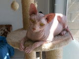 De race Sphynx disponible pour saillie