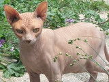 De race Sphynx disponible pour saillie