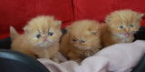 Chatons de type Persan à vendre (2 femelles & 3 mâles)
