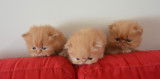 Chatons de type Persan à vendre (2 femelles & 3 mâles)