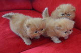 Acheter Un Persan En France Chatons Chats A Vendre