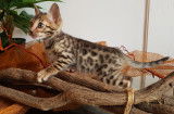 2 chatons Bengal LOOF à vendre