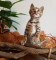 2 chatons Bengal LOOF à vendre