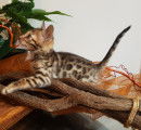 2 chatons Bengal LOOF à vendre