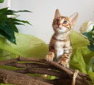 2 chatons Bengal LOOF à vendre