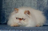 Chaton Peran colourpoint disponible
