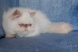 Chaton Peran colourpoint disponible
