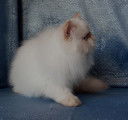 Chaton Peran colourpoint disponible