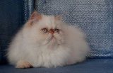 Chaton Peran colourpoint disponible