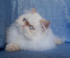 Chaton Peran colourpoint disponible