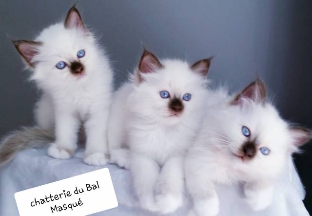 Magnifiques chatons Sacré de Birmanie LOOF à vendre Nantes Loire Atlantique