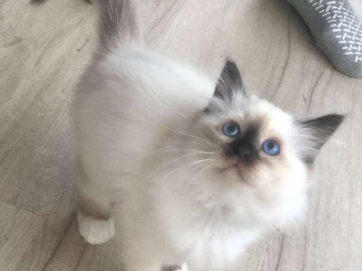 Craquants Petits Sacres De Birmanie Petite Annonce Chat