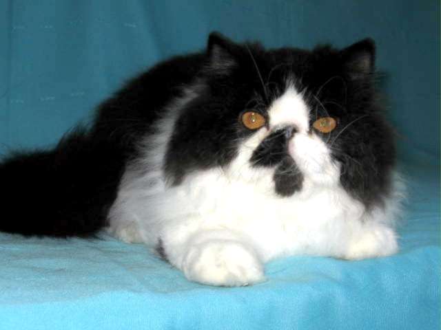 Superbe chaton Persan mâle noir et blanc LOOF à vendre